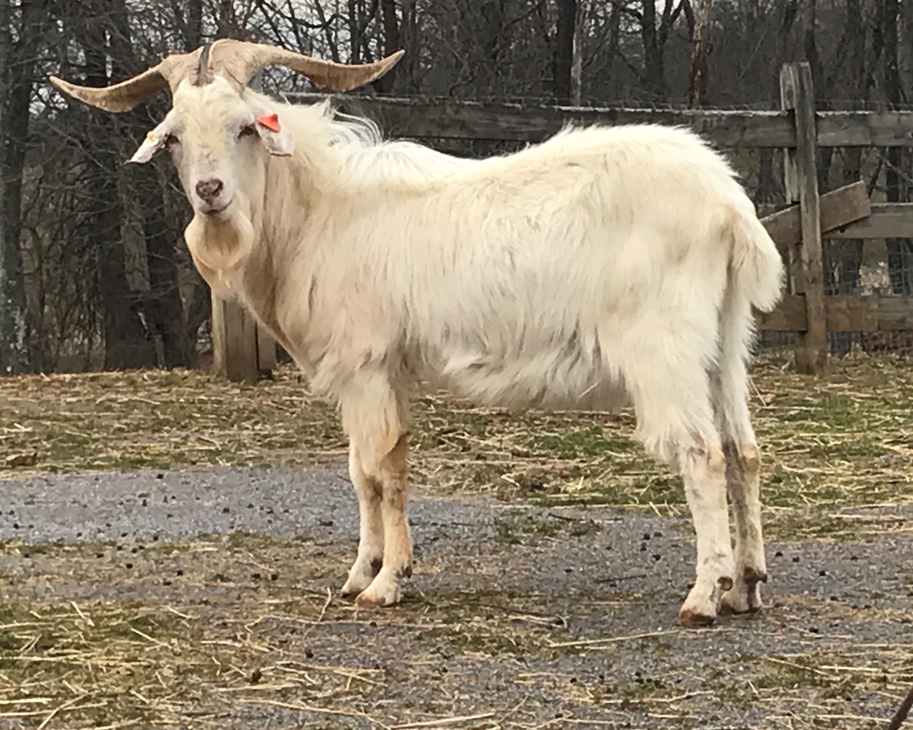 Bucks – K-SQUARED RANCH